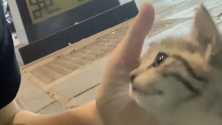 Melolong, kucing kecil! Enak sekali!