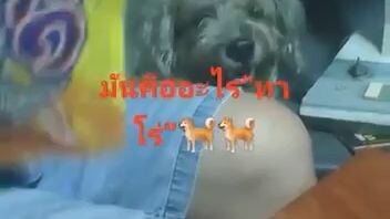 ทาโร่ของเจ้าทอง