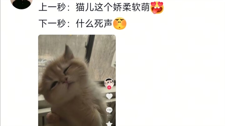 “Saat kucing baru lahir, sifatnya baik. Begitu diajar manusia, semuanya berantakan…”