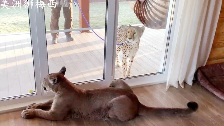 Puma Messi: Gerda invited me for a walk. What should I do?