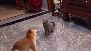 Dog: Tornado destroys the British