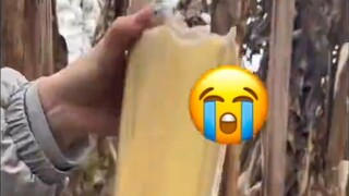 Inti Pisang untuk Bertahan Hidup di Alam Liar