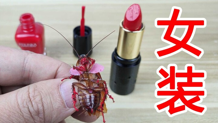 Cockroach in Women’s Wear! The World’s First Cockroach to Wear a Bikini!