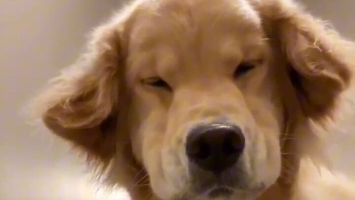 Comforting dog: Just finished comforting it—did you have to show up now?