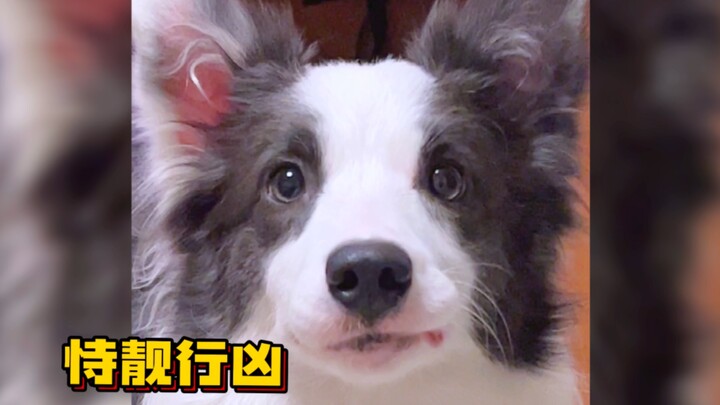 Waktu ketika Border Collie paling mirip dengan manusia adalah ketika mereka kehilangan kesabaran