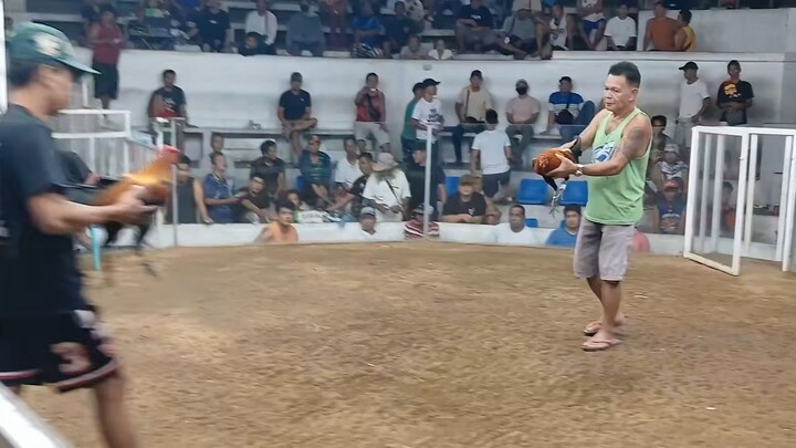Gilmore hatch 8yrs old 1x winner..