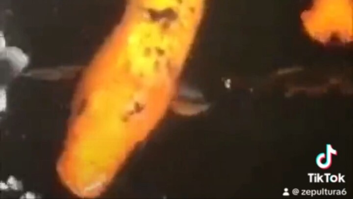 Koi Fish