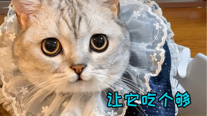 How to encourage cats to voluntarily use litter?