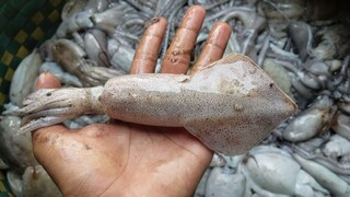 Đi biển bắt hải sản về làm món mực luộc ăn siêu ngon - Fishermen Eat Seafood