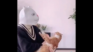 คลิปแมวตลกๆ2020 funny cat compilation 2020