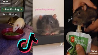 TikToks That Will Steal Your Cheese - Rat Side of TikTok #4