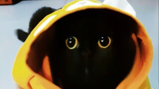 A master-level hide-and-seek player is already in position! If you can find him, you can take him ho