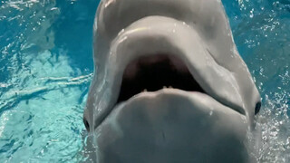 小黑耳朵太好用了😂