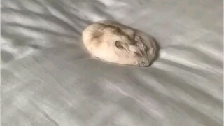 لوي شي يا تيان