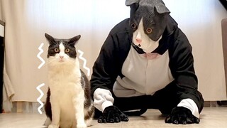 [Satwa] Saat Kucing Melihat Kucing Yang Besarnya 4 Kali Lipat