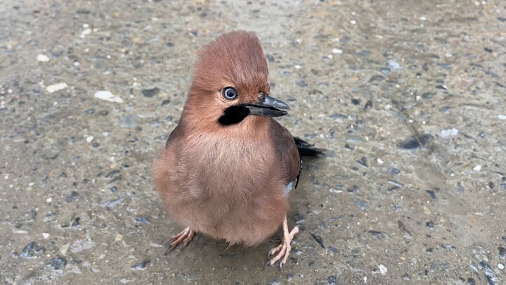 Burung Jay meniru ucapan manusia dan menari di sekitar pejalan kaki