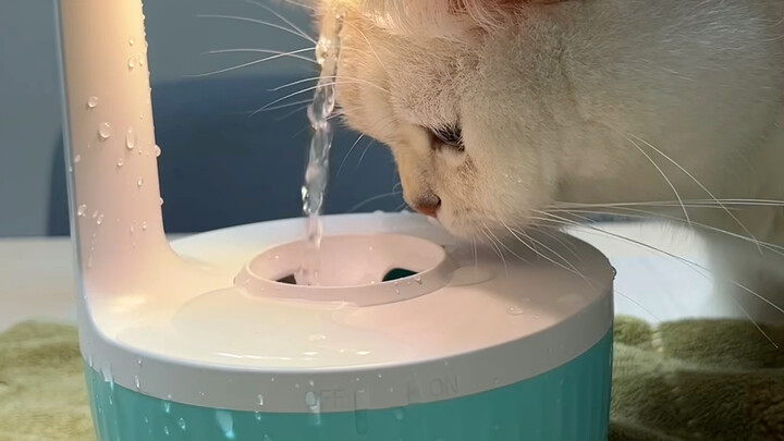 Anti-Gravity Clumsy Cat