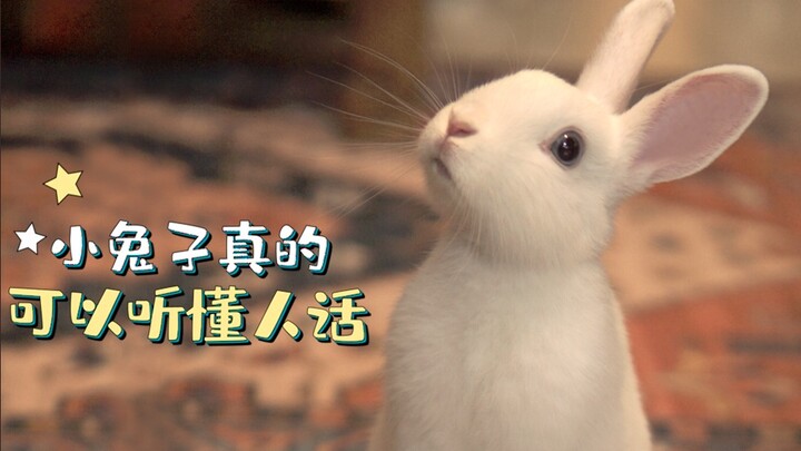 Saat kamu punya kelinci yang bisa ngerti bahasa manusia... dia udah jadi makhluk ajaib!