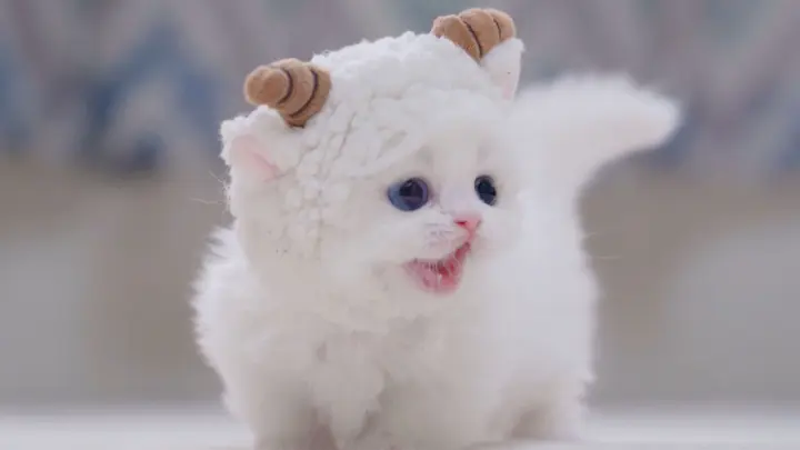 A Cute Cat in A Sheep Hat