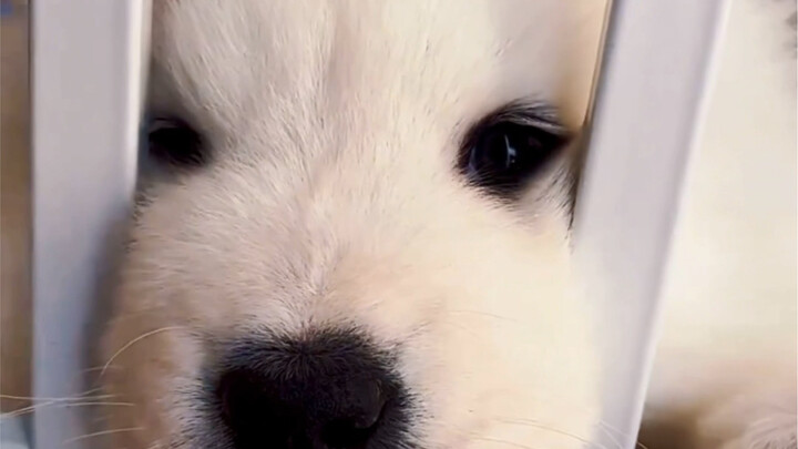 ทำไมคนถึงไม่สามารถเป็นลูกหมาได้!