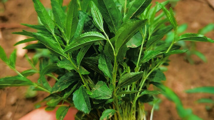 นอกลานบ้าน มีผู้กล้ารายล้อม