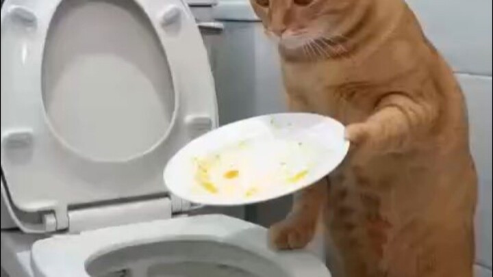 When you let an orange cat wash the dishes.