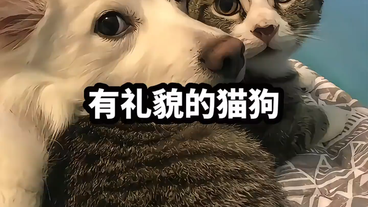 Daftar Anjing dan Kucing yang Sopan