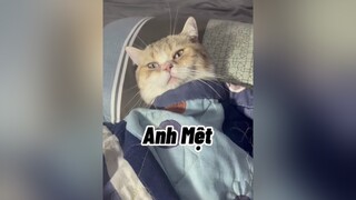 Anh hong thít làm bố mà !!! mèo cat cute