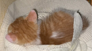 Pangpang found a super cute little orange cat!