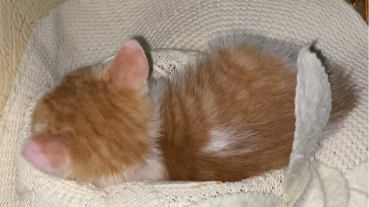 Pangpang found a super cute little orange cat!