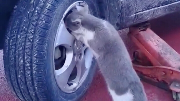 Master Cat, do you need a wrench?