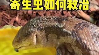 When raising reptiles, you must pay attention to hygiene! !