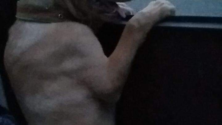 #Brownie ang doggie na pasaway