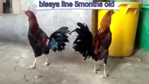 bisaya line 5months old