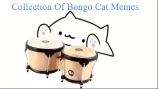 A Collection of Bongo Cat Memes