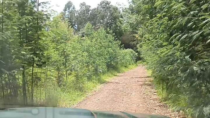 safari Madeira Island