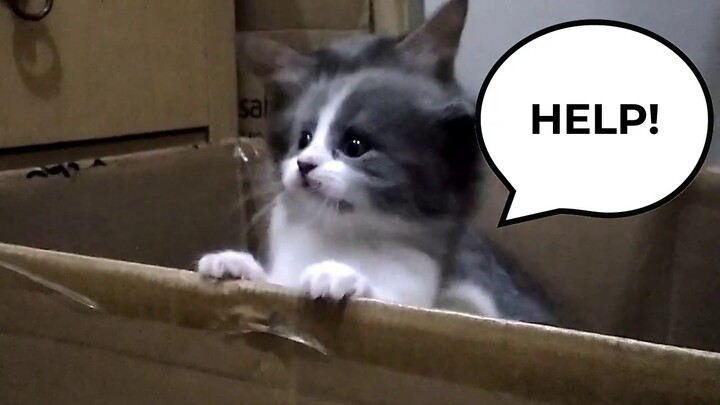 My cat was asking for help - funniest cat compilation