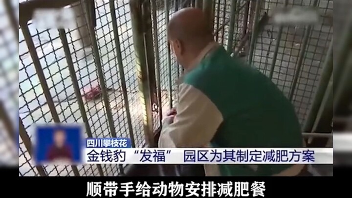Panzhihua Zoo: I would rather accuse the animals of being prone to obesity than admit that I feed th