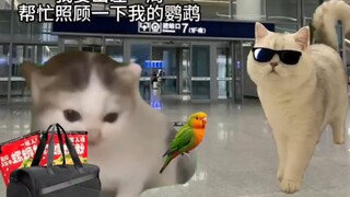 When I'm on a business trip, I ask my friend to take care of the parrot