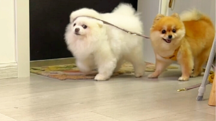 ตอนที่ฉันแกล้งทำเป็นลืมเช็ดเท้าให้เจ้าตูบ