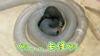 Playing with a water pipe for half a day—so worried it might get stuck, you cute otter!