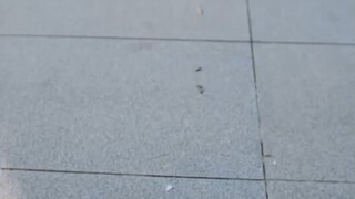 หวังเสี่ยวอี้ | คุณป๋อ รับหนูเป็นภรรยาได้ไหม | พากย์ไทย