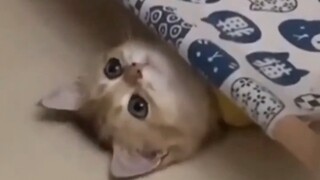 “สำรวจสิ่งที่แมวคิดตลอดทั้งวัน”