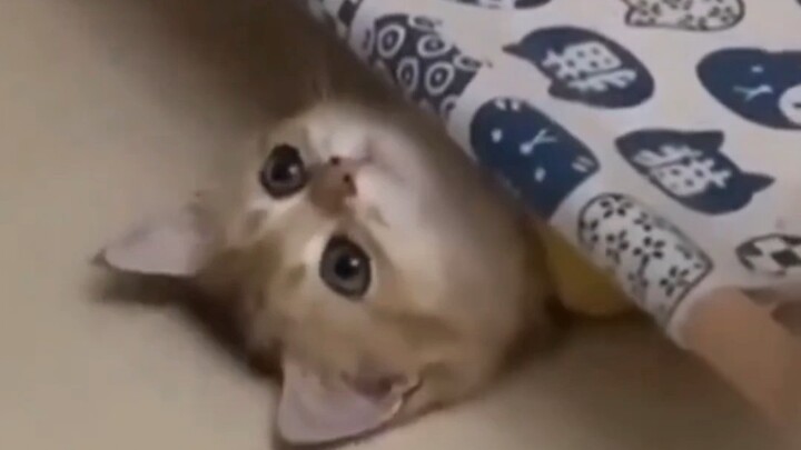 "Explore what cats think about all day"