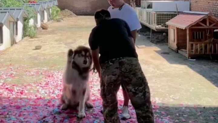 It’s Official: Dogs Love Playing with Pan Hong!