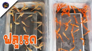 คัดปลาหางนกยูงฟลูเรดสีสวยสดใสแยกเลี้ยงเพศผู้เพศเมียสไตล์korattv
