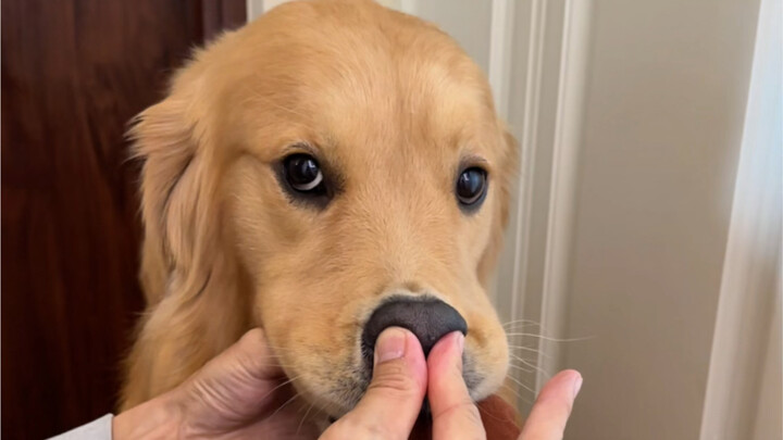 Why Neither of the Internet-Proposed Tricks Works #GoldenRetriever #Dogs’ Feelings Are Written All O