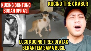 Lucu Kucing Tirek Di Ajak Berantem Sama Bocil..!