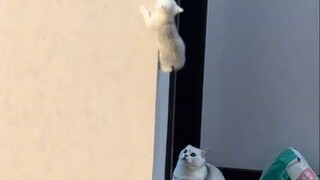 Ibu kucing: Ada apa? Mau terbang ke langit?