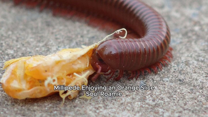 Millipede Enjoying an Orange Slice